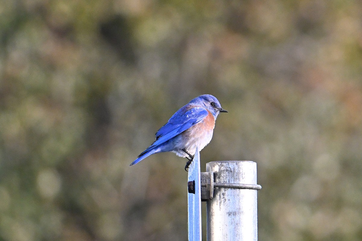 Western Bluebird - ML646331410