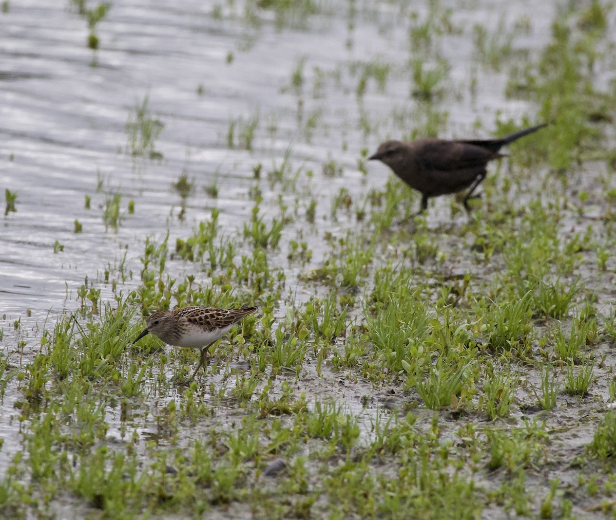 Brewer's Blackbird - ML646331411