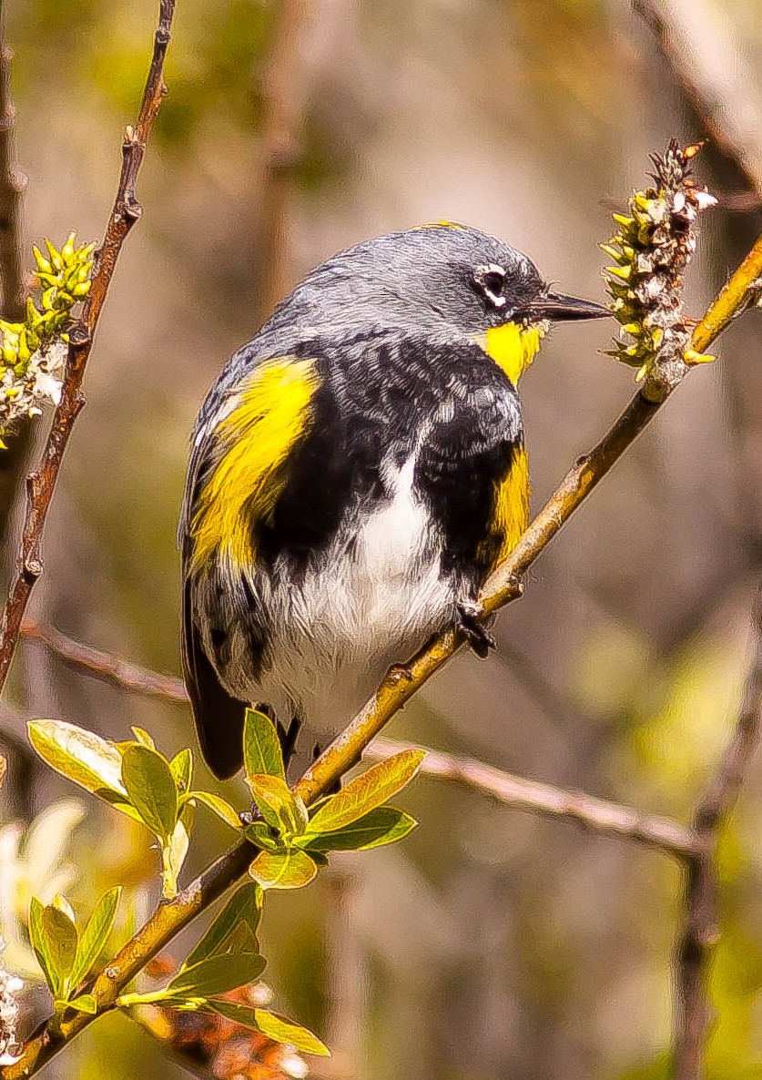Yellow-rumped Warbler - ML646331412