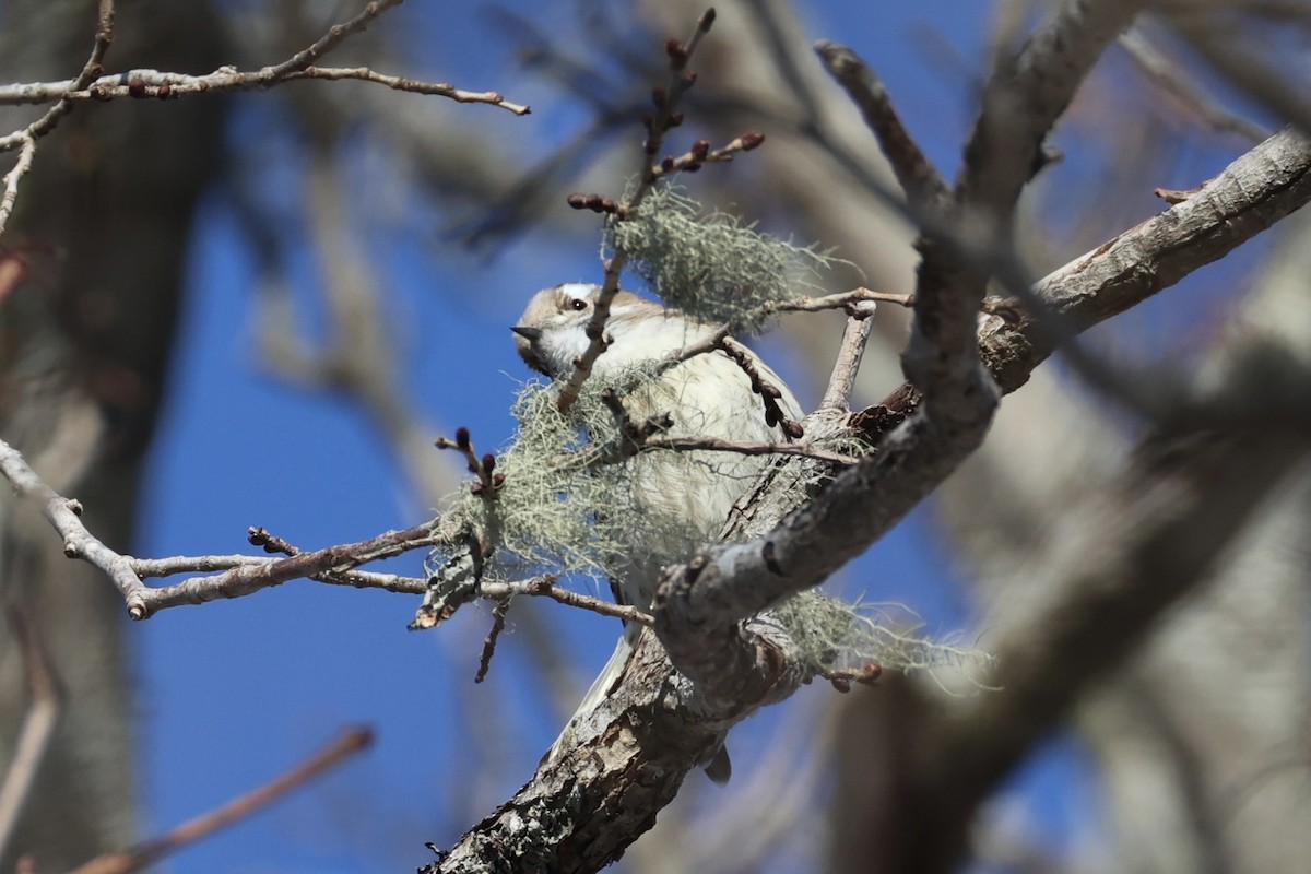 Japanese Pygmy Woodpecker - ML646331413