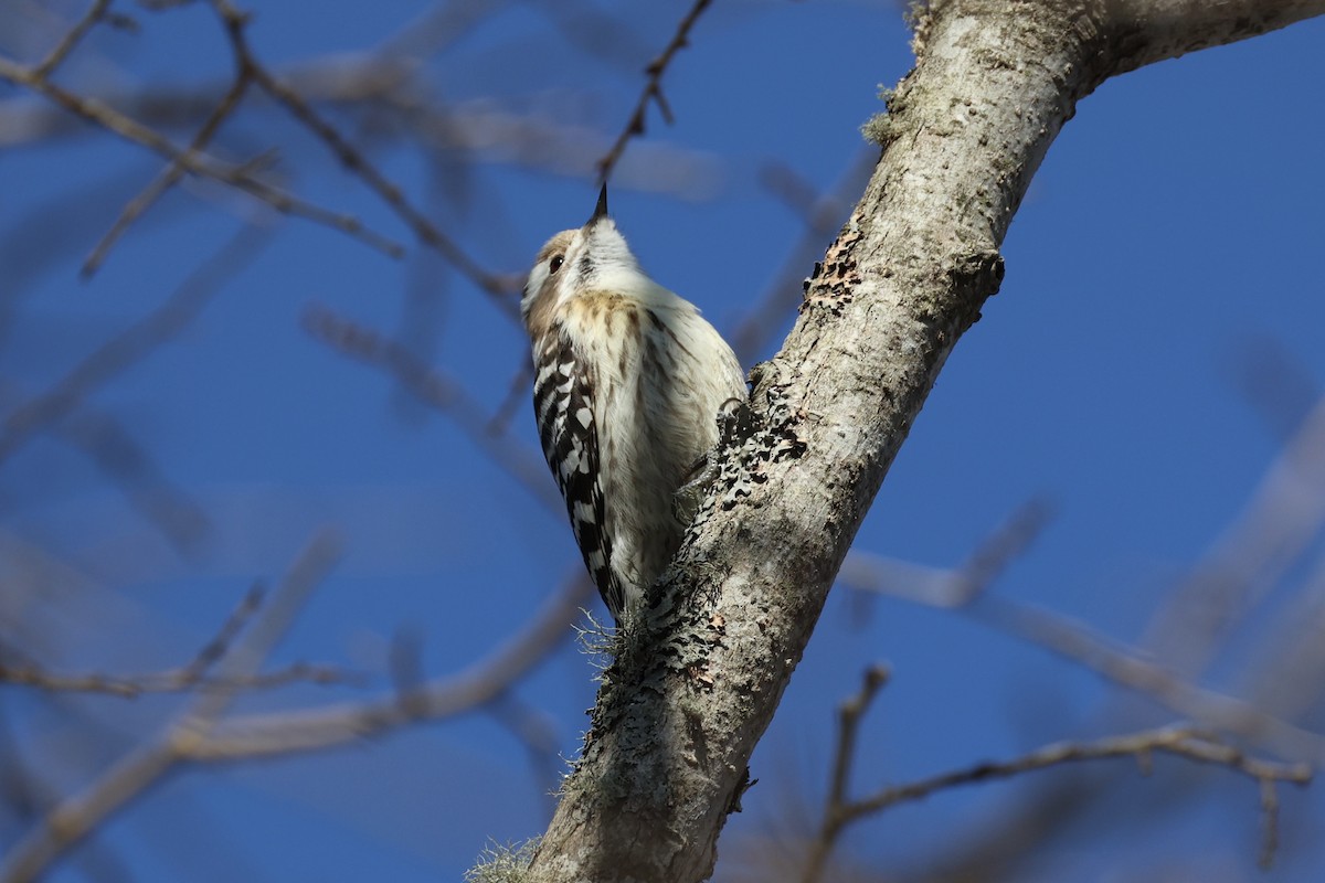 Japanese Pygmy Woodpecker - ML646331415