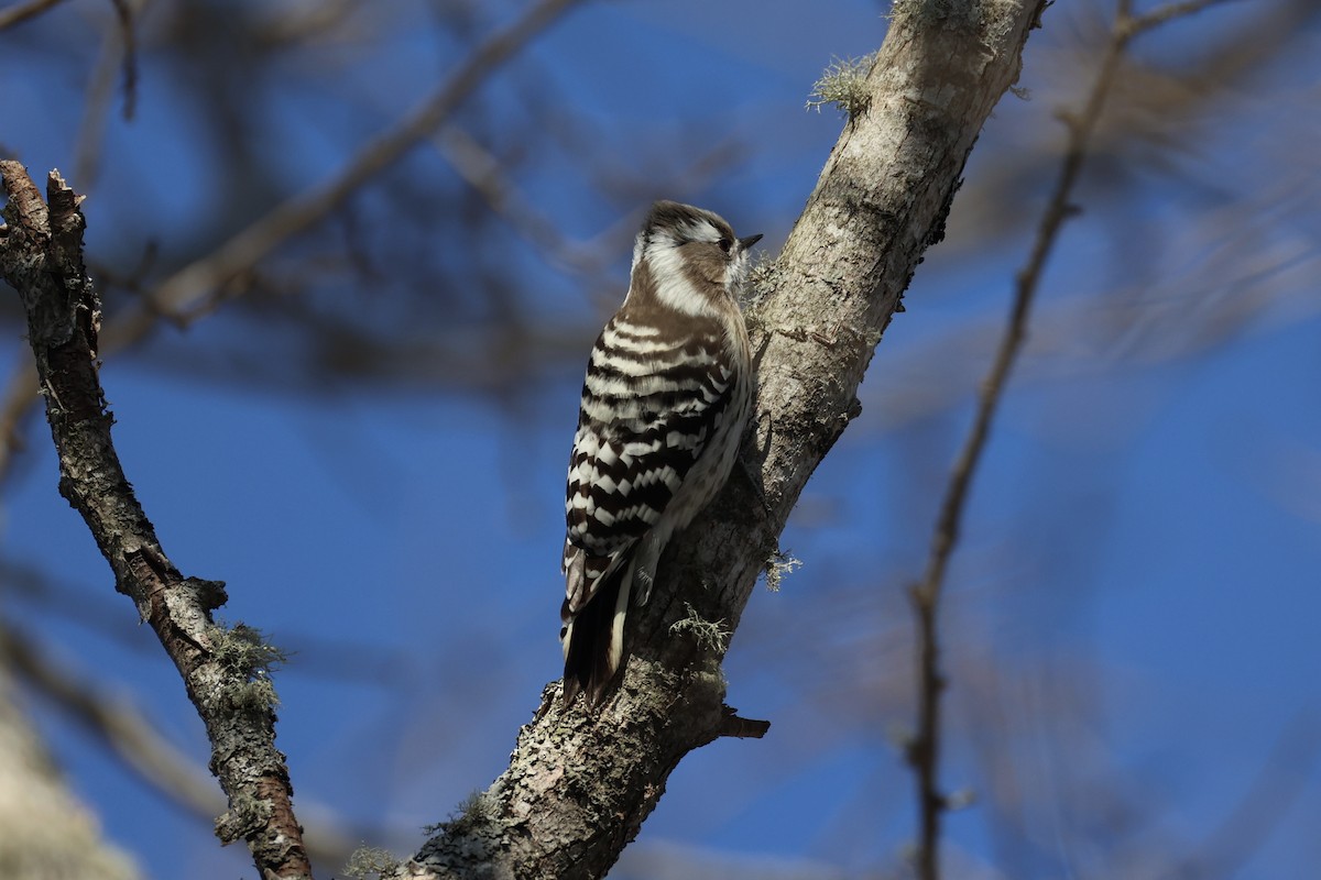 Japanese Pygmy Woodpecker - ML646331416