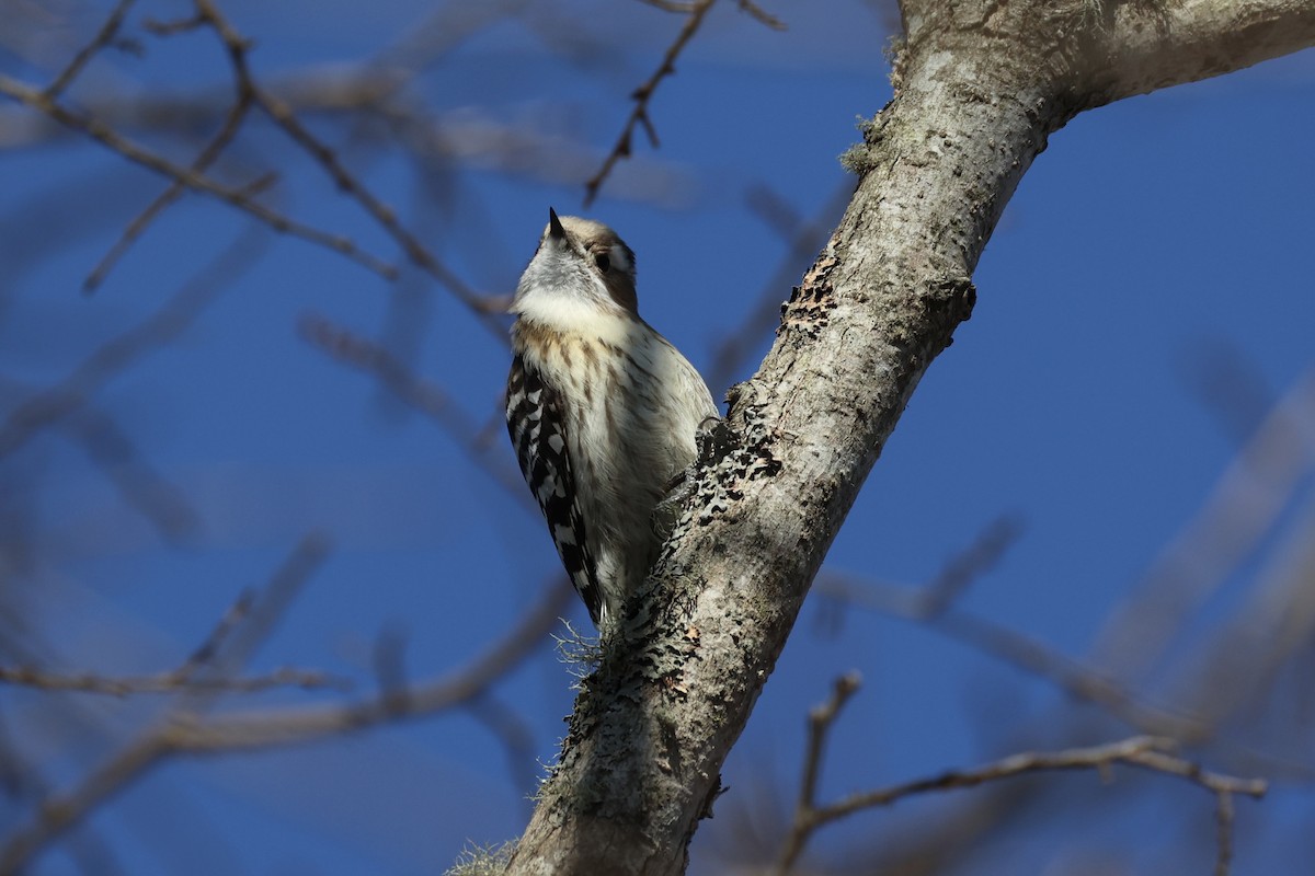 Japanese Pygmy Woodpecker - ML646331417