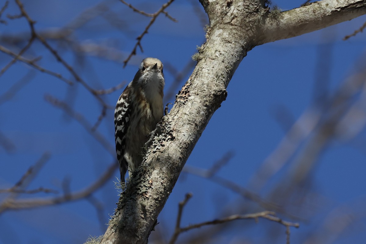 Japanese Pygmy Woodpecker - ML646331418