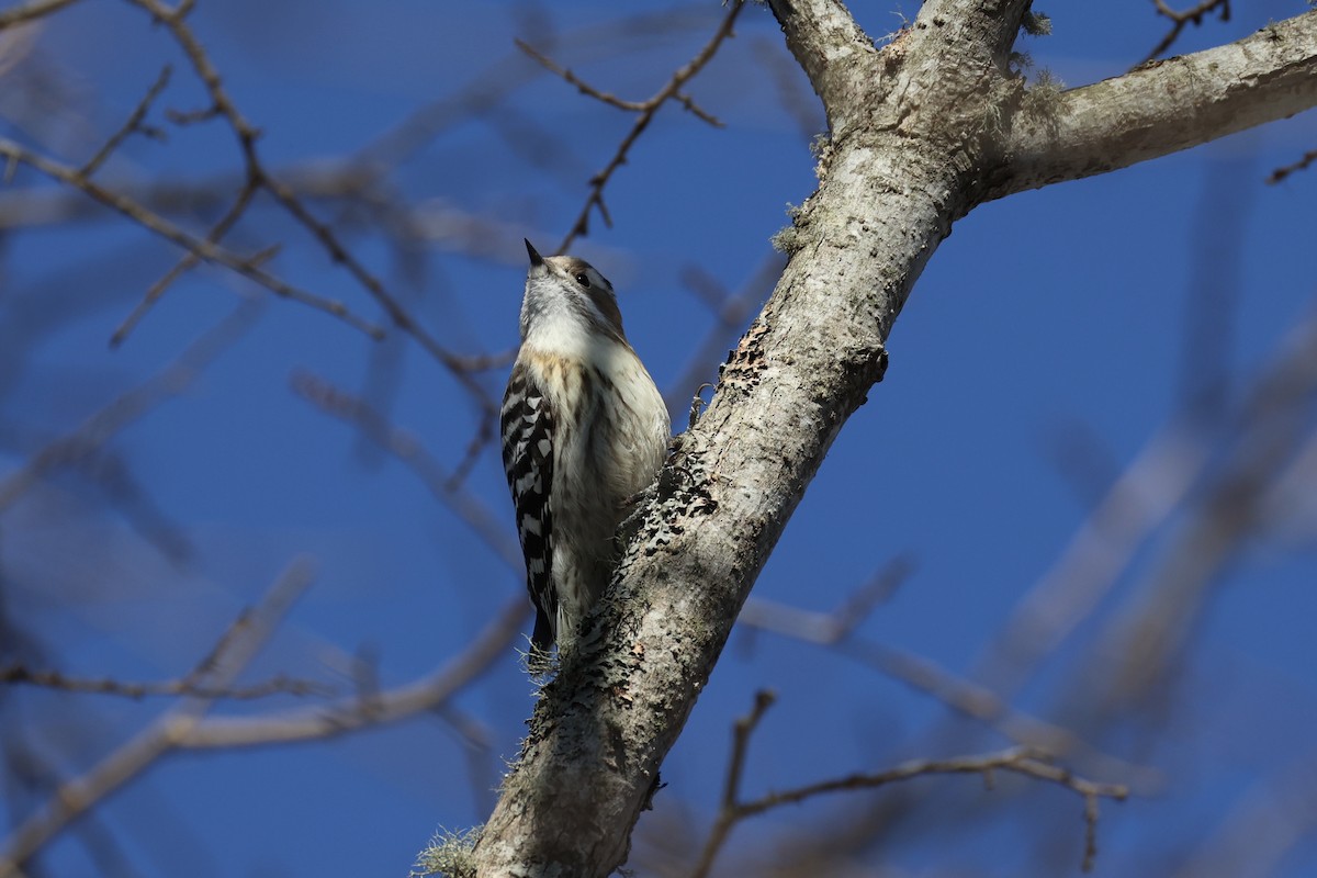 Japanese Pygmy Woodpecker - ML646331419
