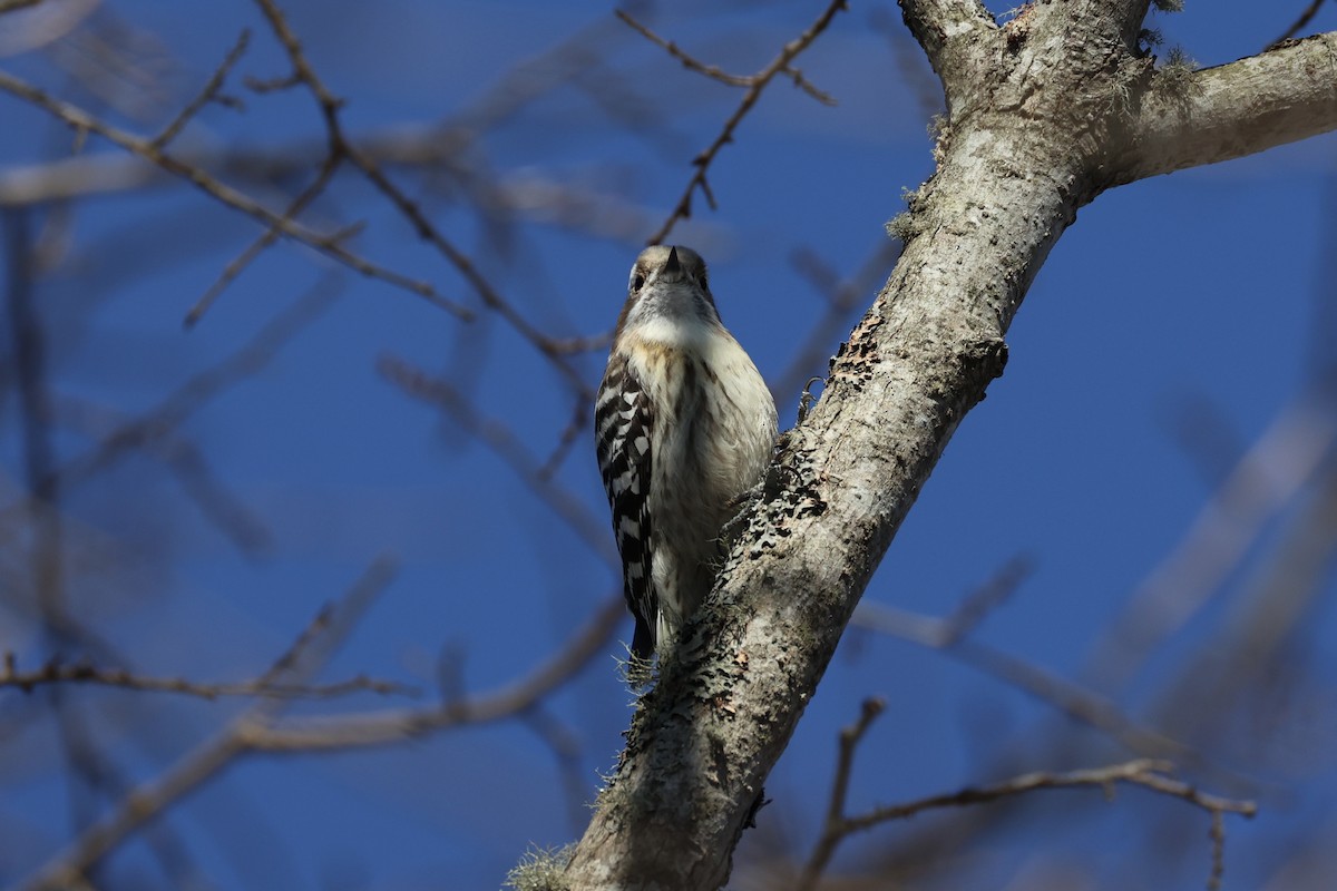 Japanese Pygmy Woodpecker - ML646331420