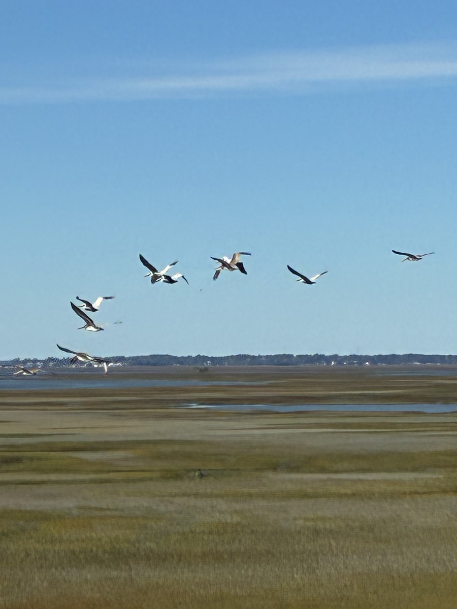 American White Pelican - ML646331421