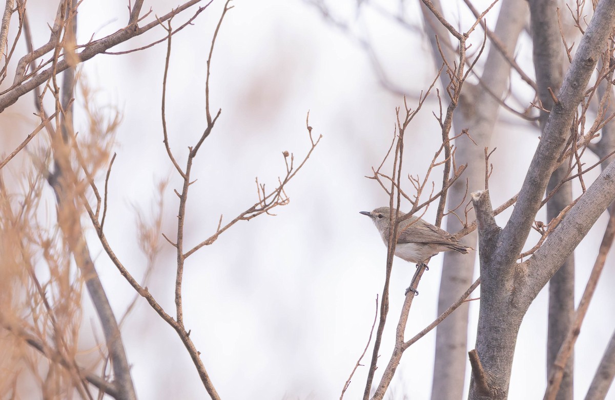Western Gerygone - ML646331429