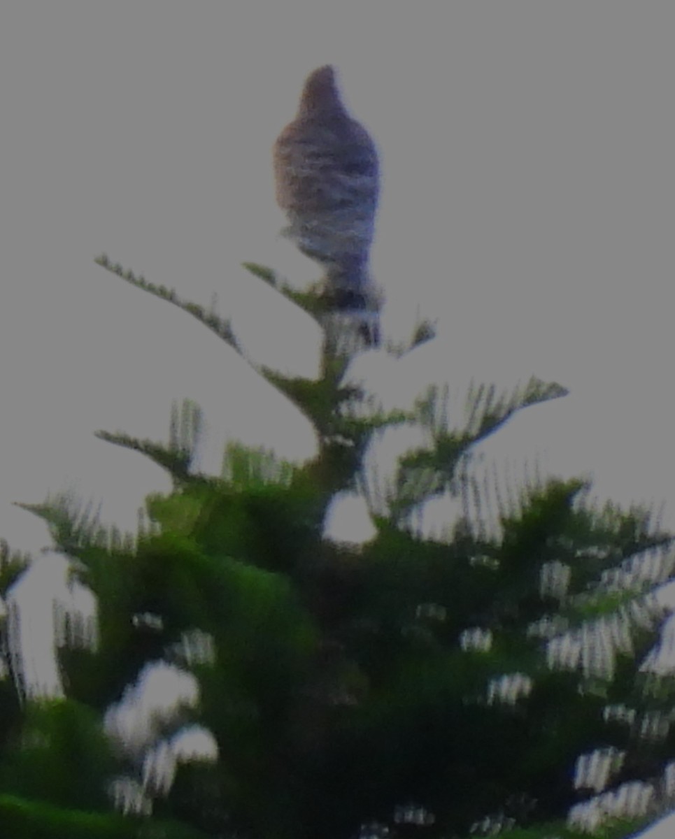 Red-shouldered Hawk (elegans) - ML646331432