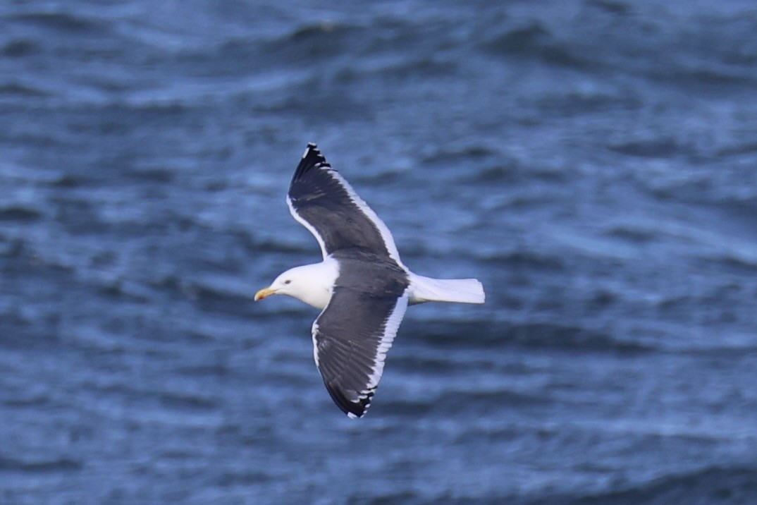 Slaty-backed Gull - ML646331437