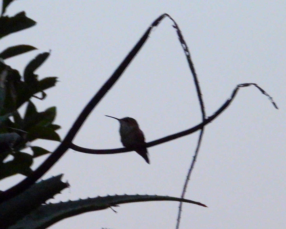 Allen's Hummingbird - ML646331438