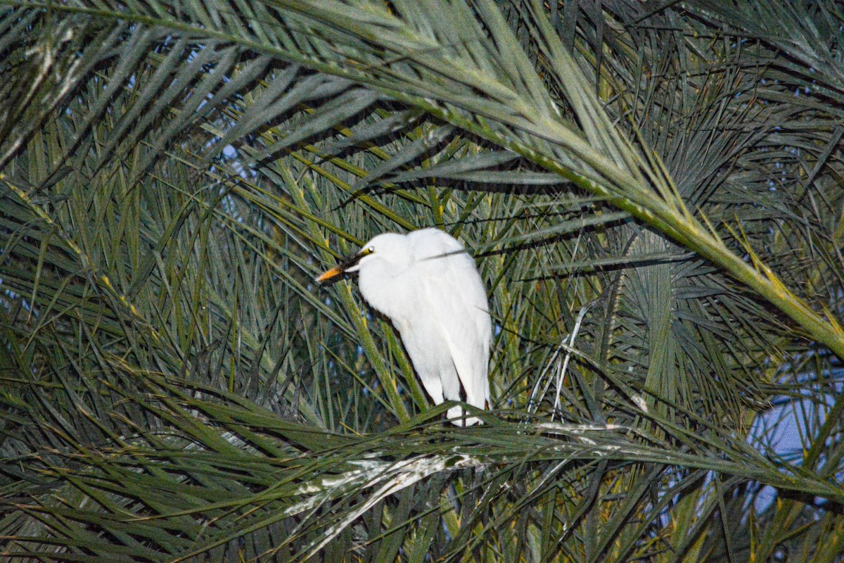 Western Cattle-Egret - ML646331439