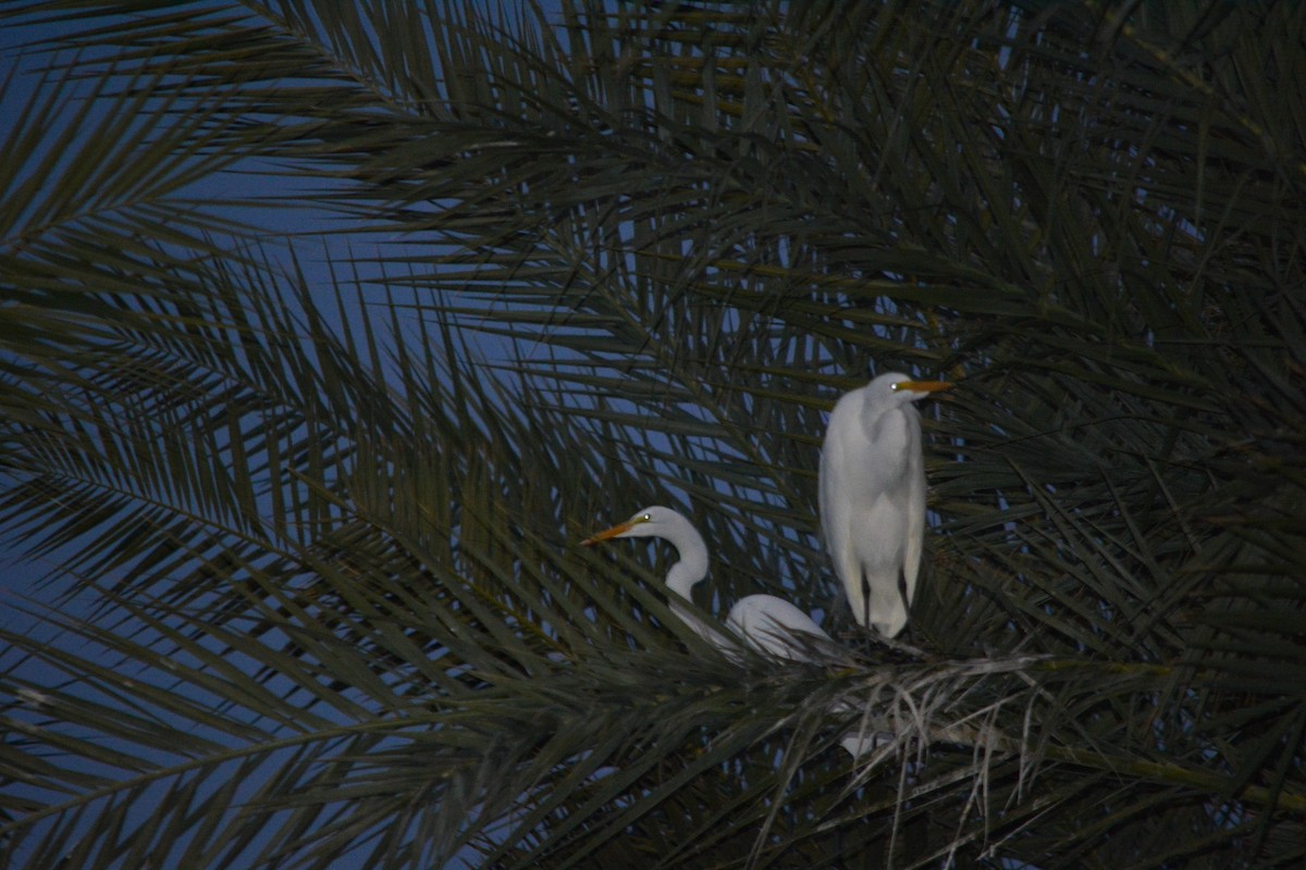 Western Cattle-Egret - ML646331440