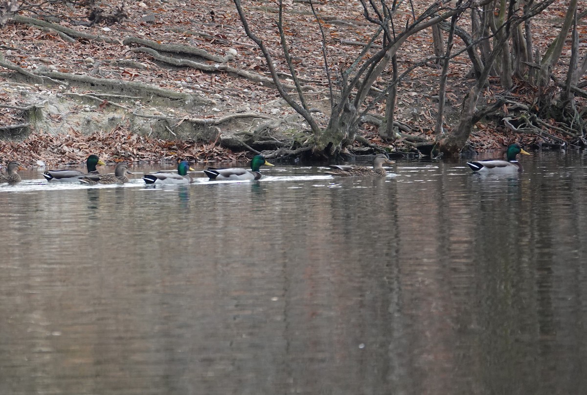 Mallard - ML646331441