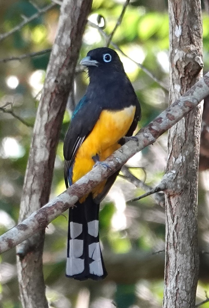 Black-headed Trogon - ML646331442