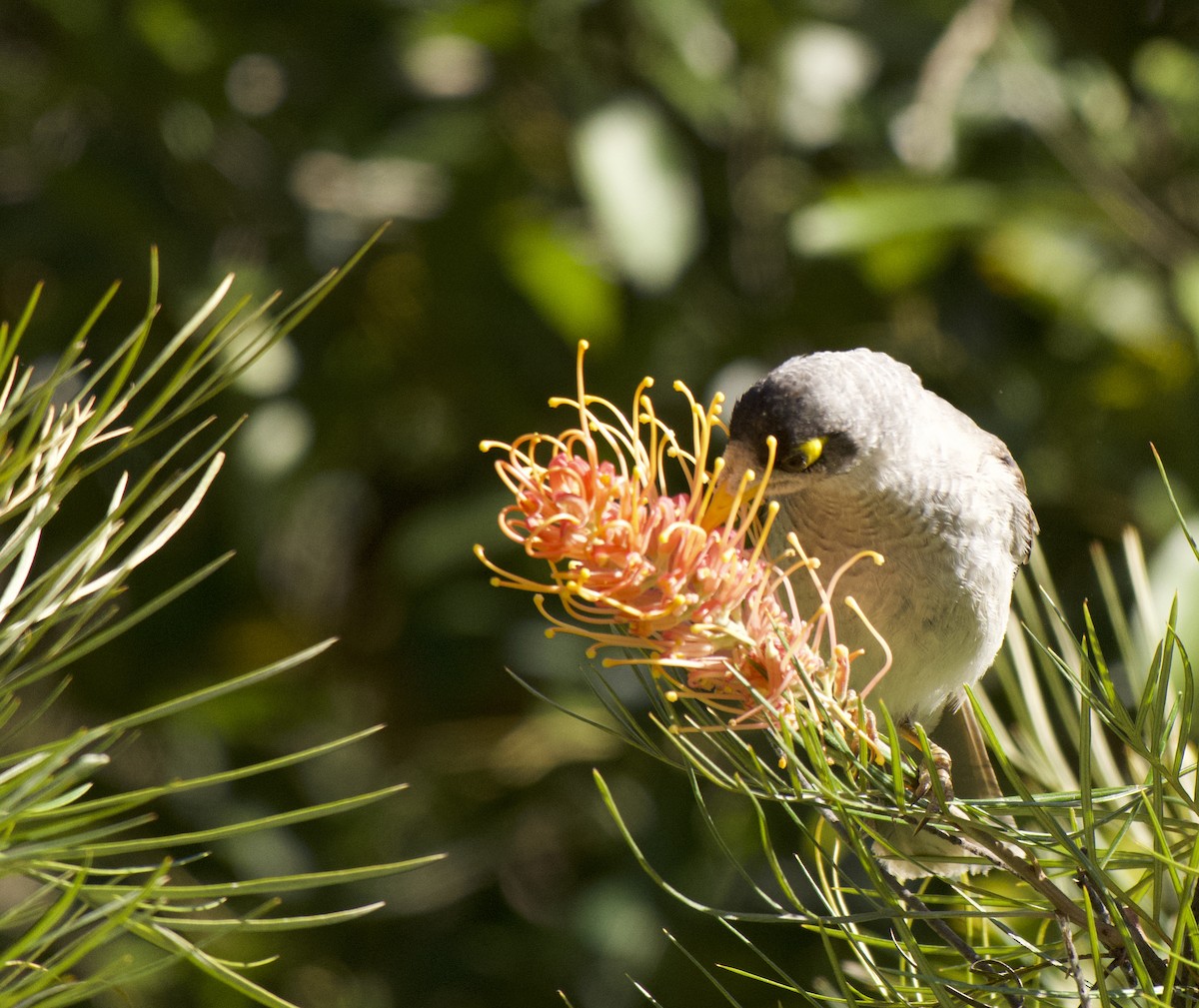 medosavka hlučná - ML646331458