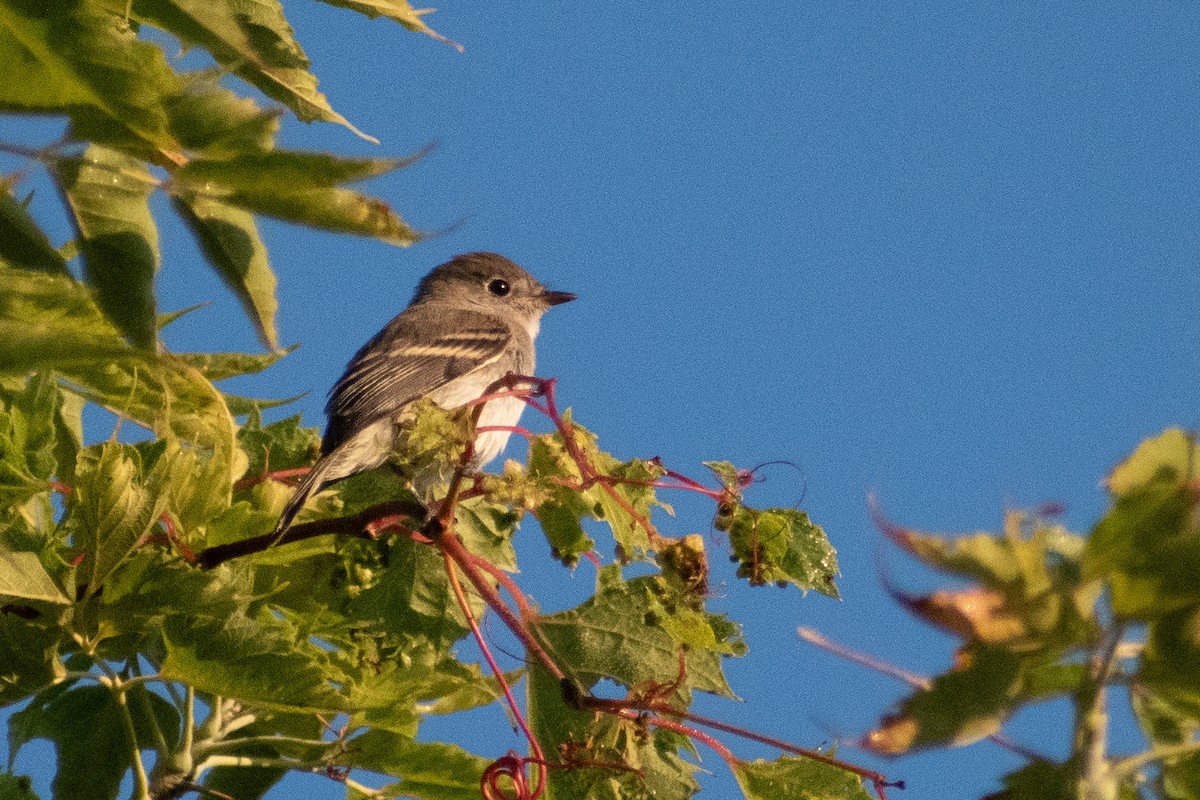 Least Flycatcher - ML646331461