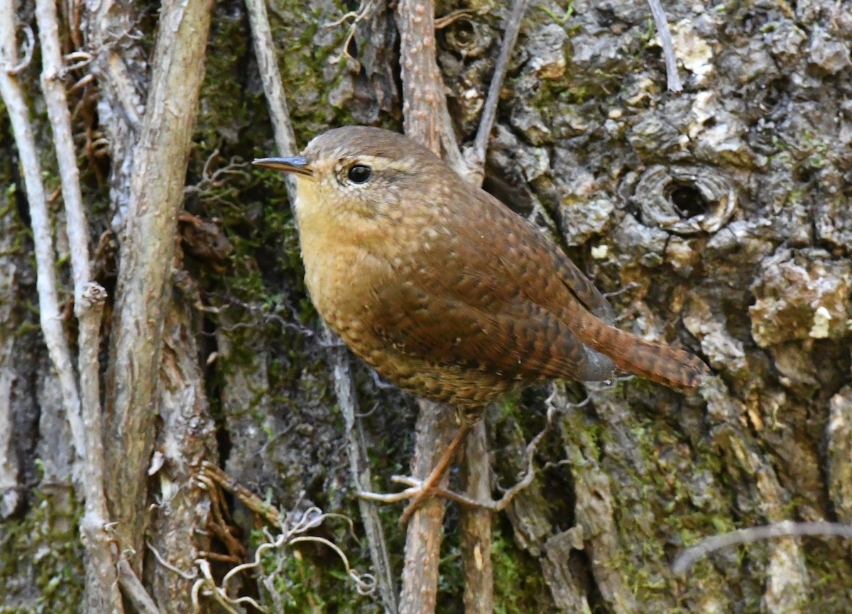 フユミソサザイ - ML646331463