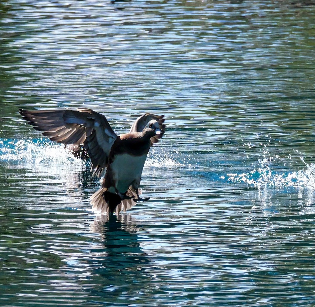 hvízdák americký - ML646331464