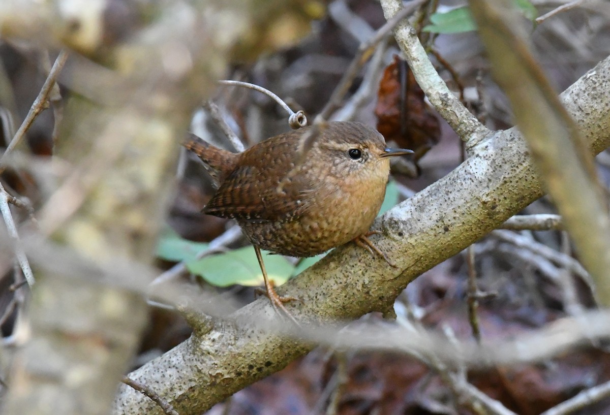 フユミソサザイ - ML646331465