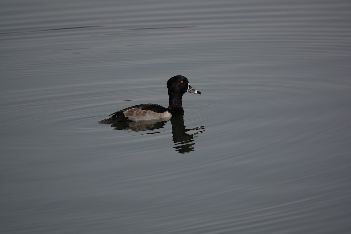 環頸潛鴨 - ML646331467