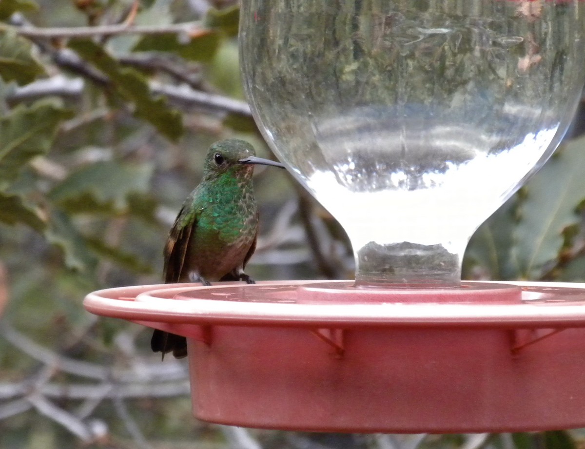 Berylline Hummingbird (Northern) - ML646331479