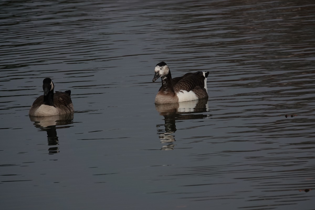 ברנטה קנדית - ML646331481