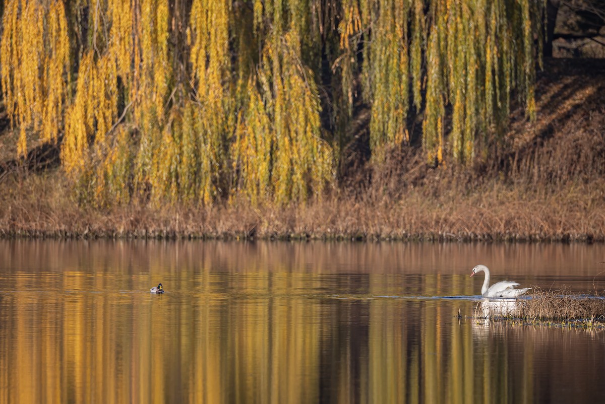 Лебідь-шипун - ML646331490