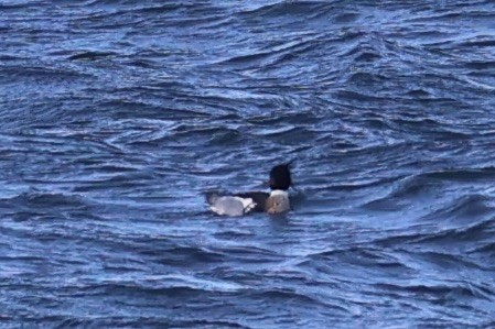 Крех середній - ML646331493