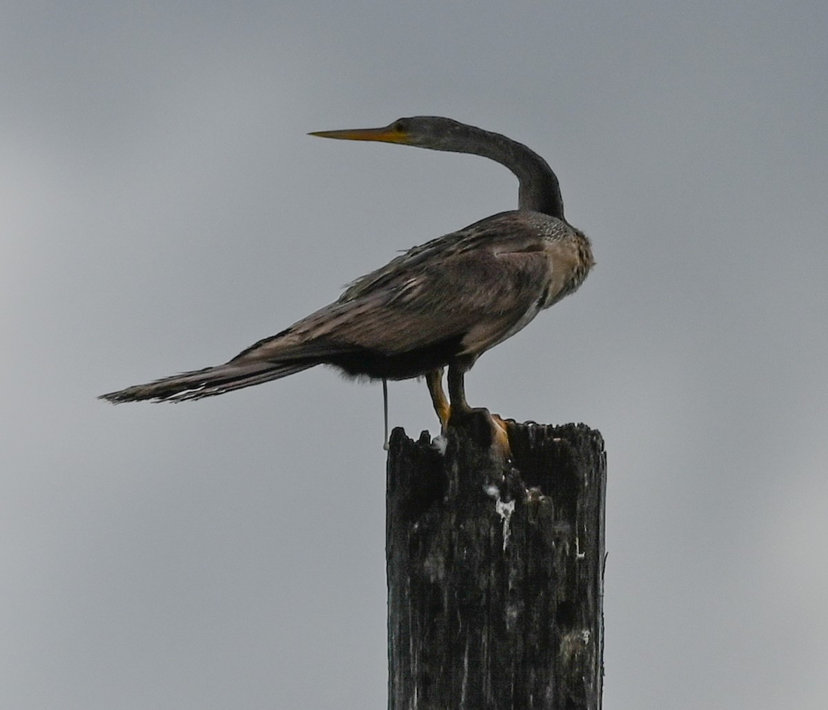 Anhinga - ML646331500