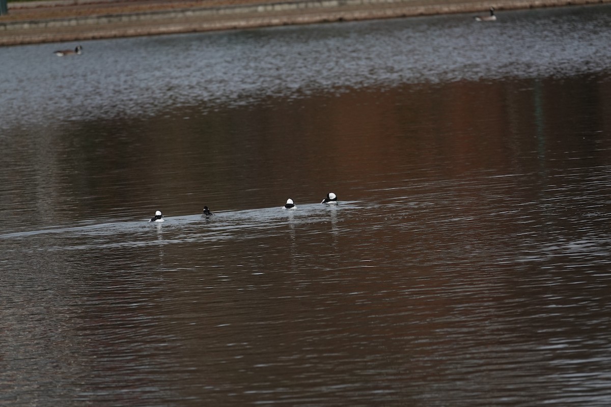 Bufflehead - ML646331503