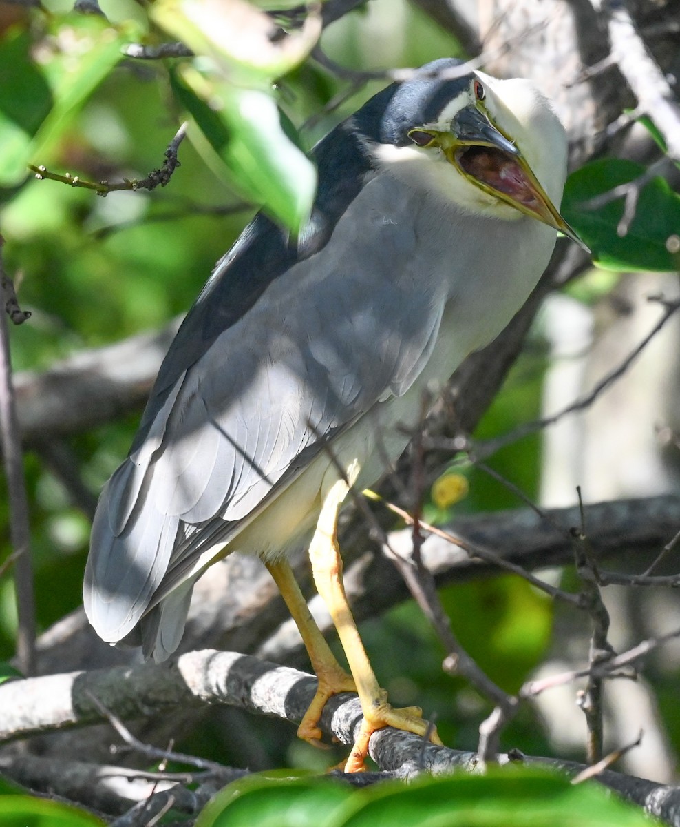 Black-crowned Night Heron - ML646331515