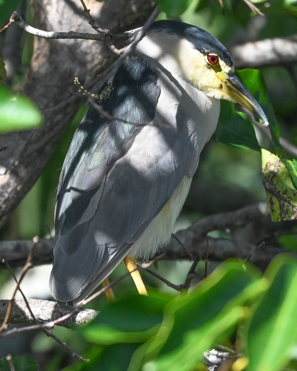 Black-crowned Night Heron - ML646331516