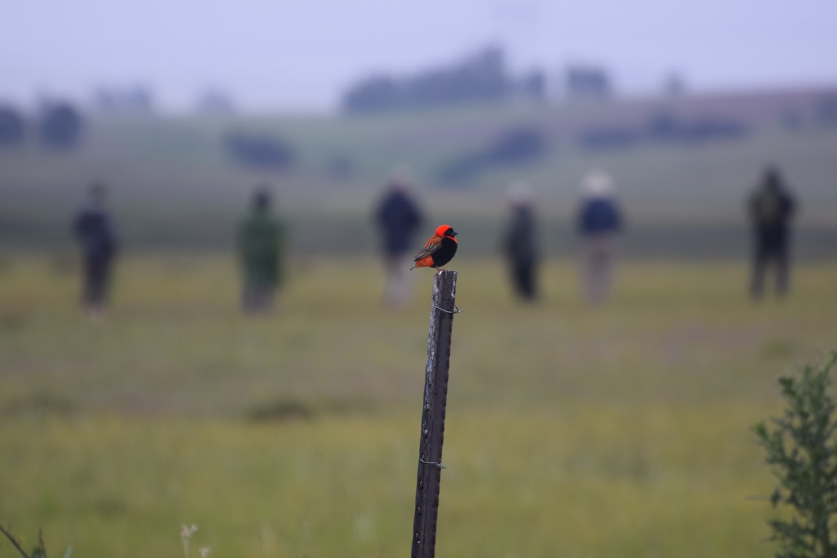Southern Red Bishop - ML646331519