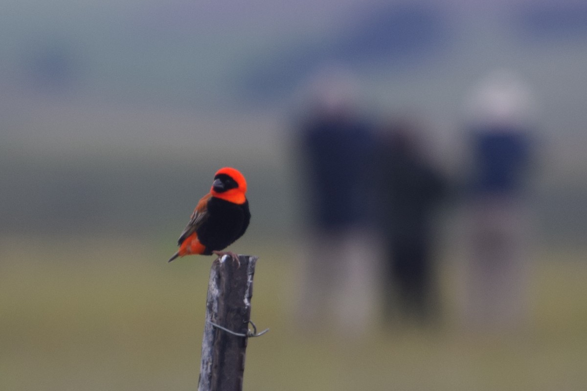 Southern Red Bishop - ML646331520