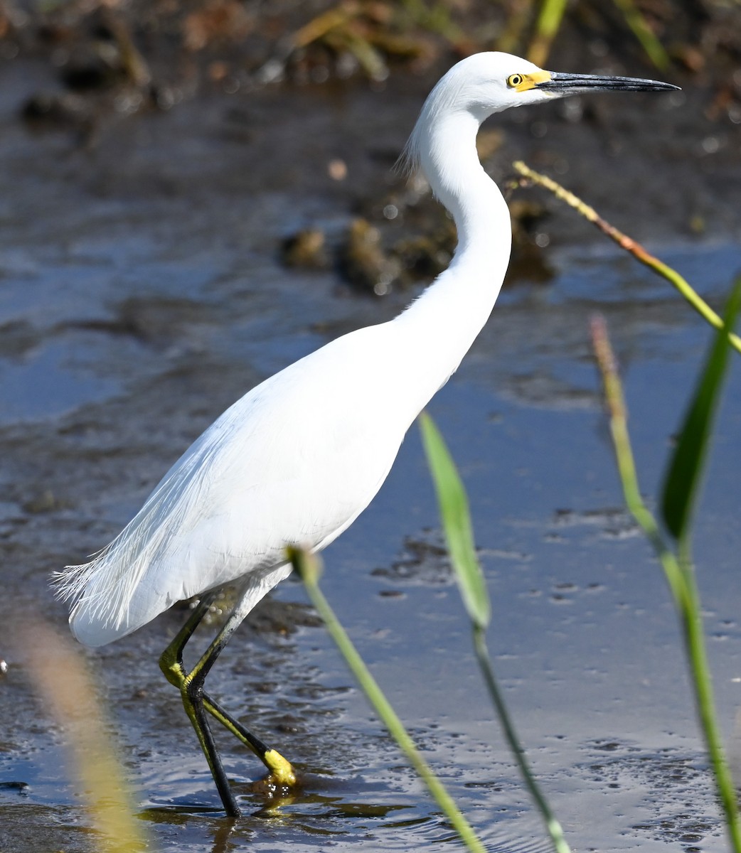 Snowy Egret - ML646331521
