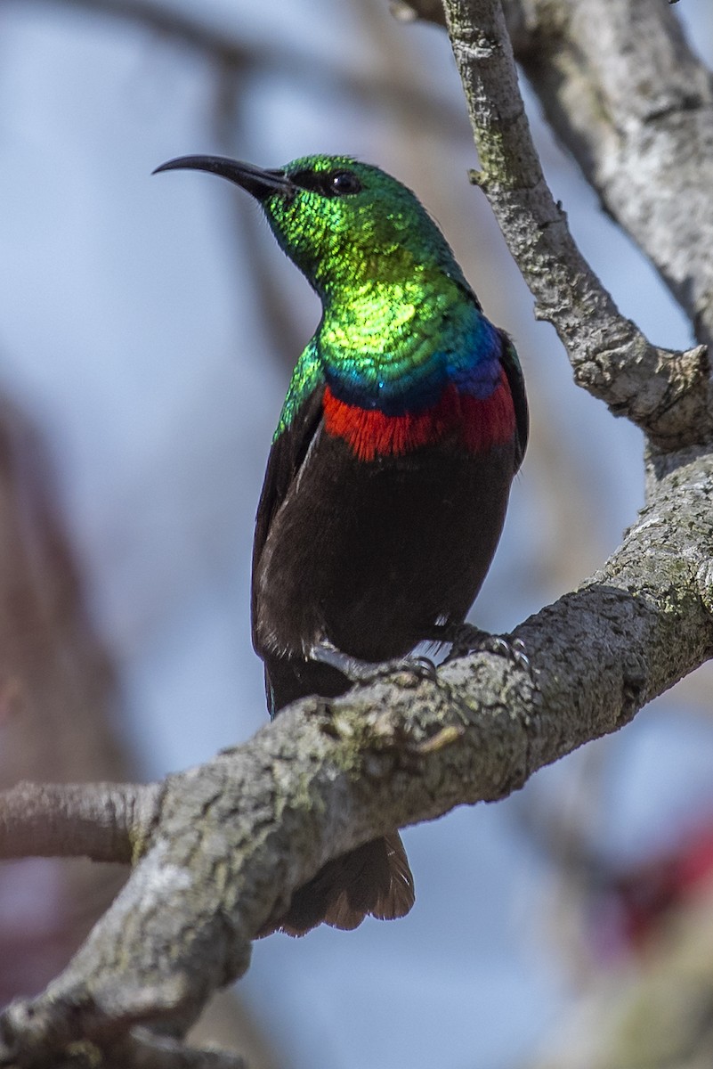 Marico Sunbird - ML646331523