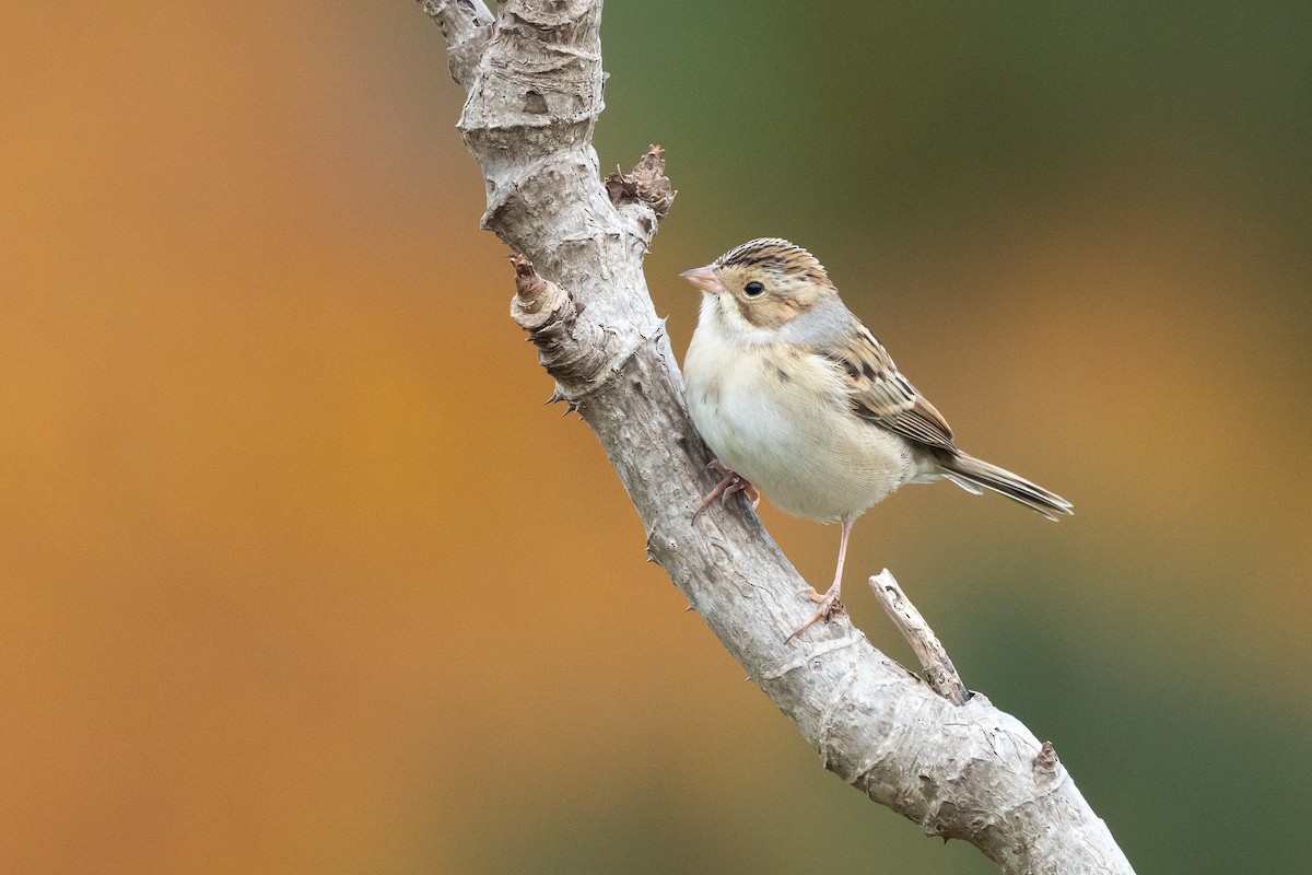 Clay-colored Sparrow - ML646331524