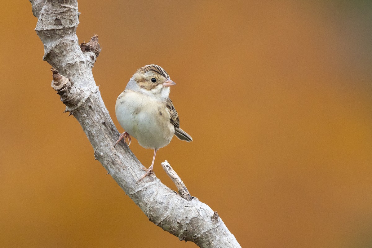 Clay-colored Sparrow - ML646331525