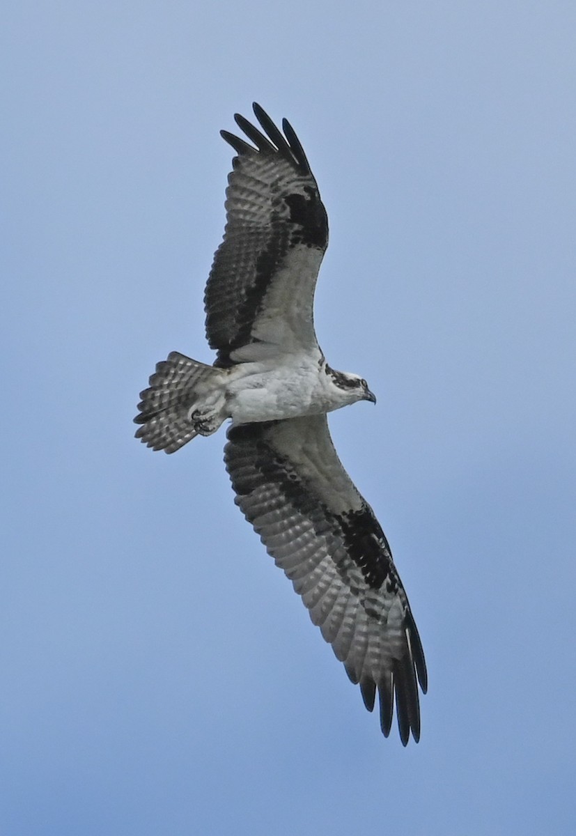Osprey - ML646331529