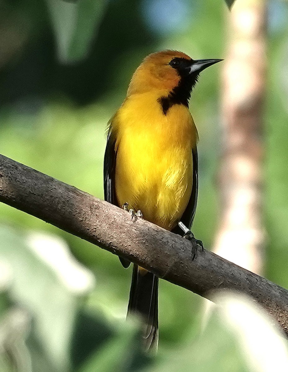 Orange Oriole - ML646331542
