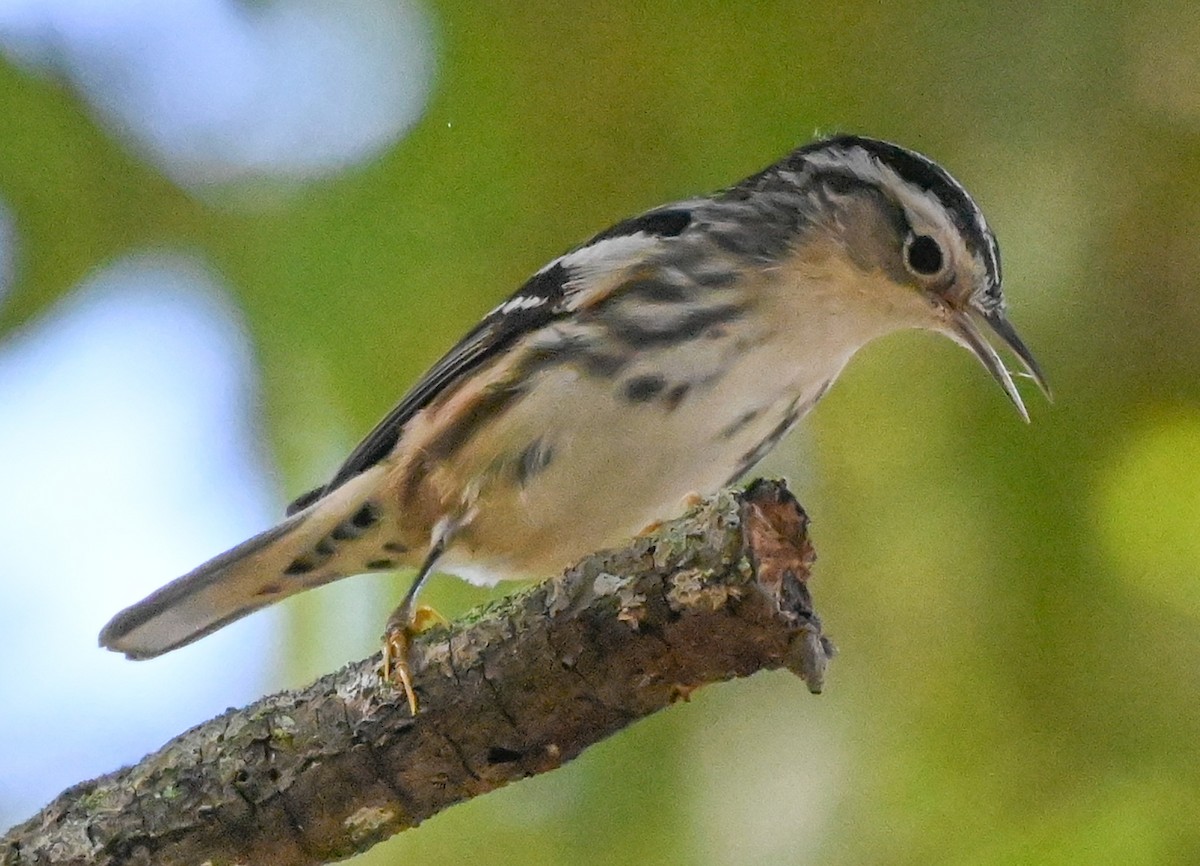 Black-and-white Warbler - ML646331547