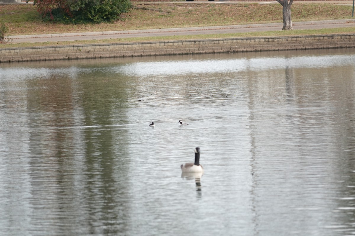 Bufflehead - ML646331555