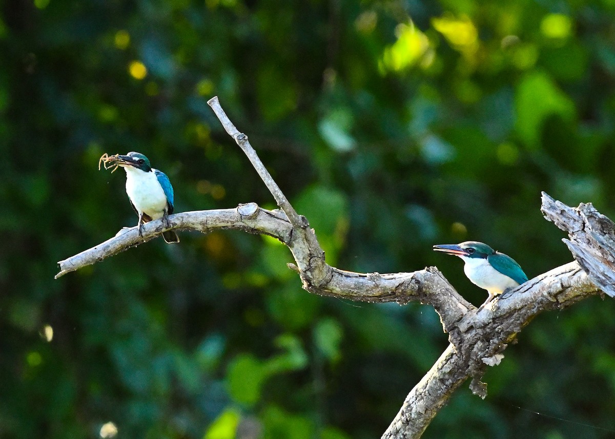 Collared Kingfisher - ML646331563