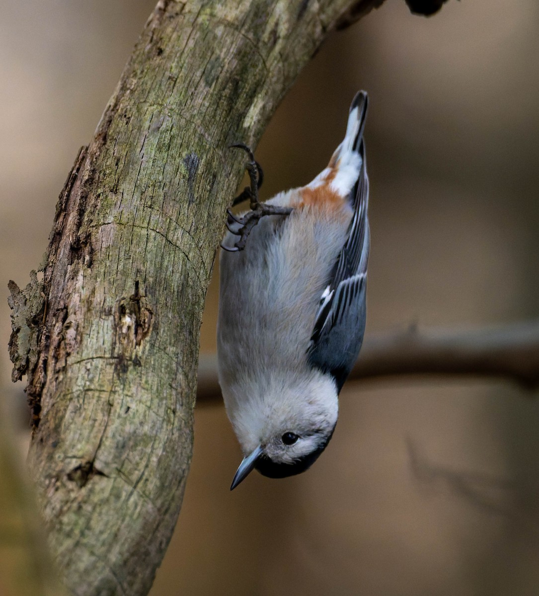 White-breasted Nuthatch - ML646331570