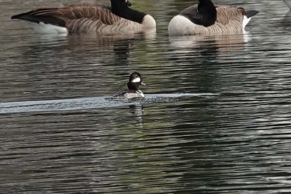 Bufflehead - ML646331574