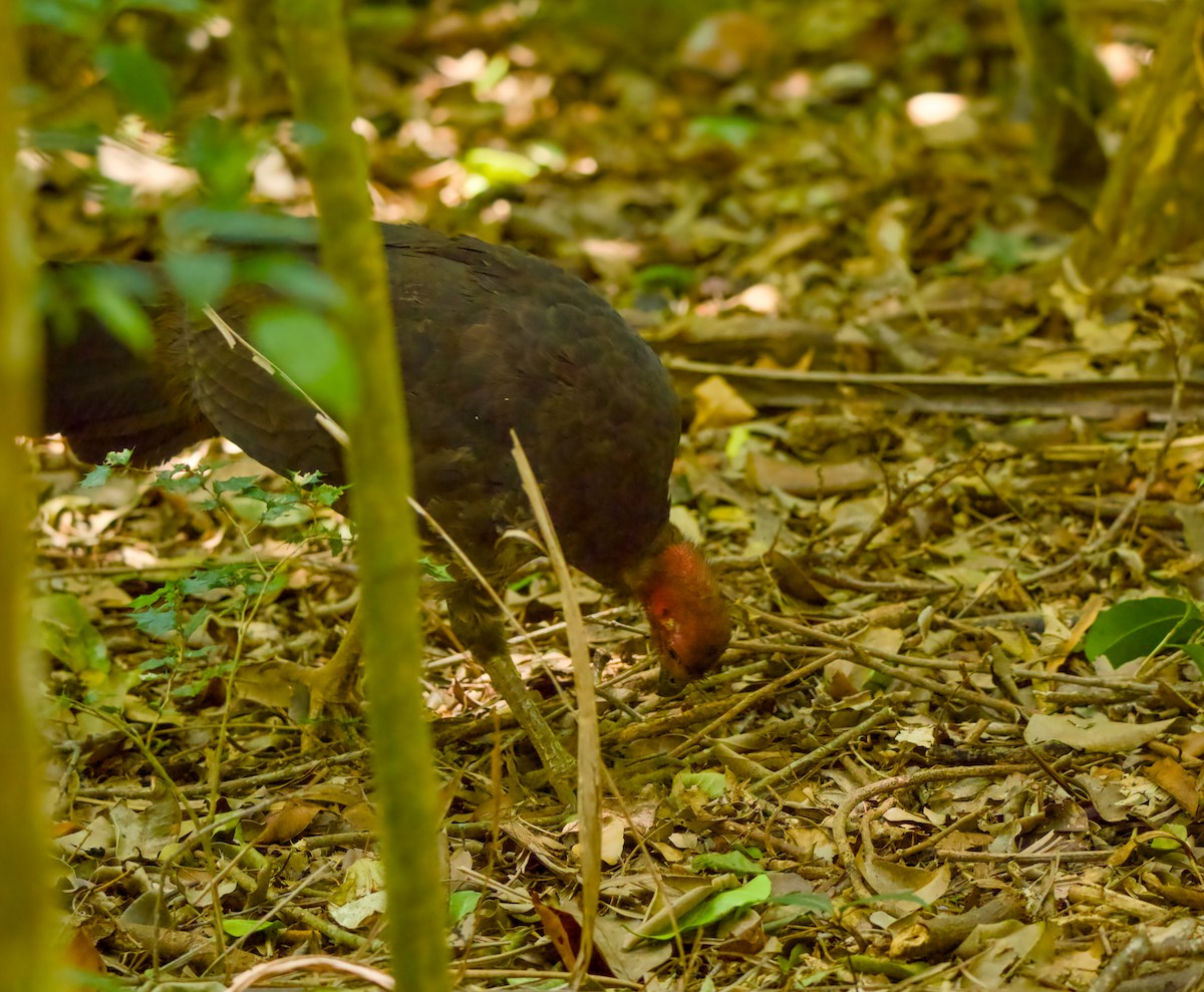 tabon brunátný - ML646331583