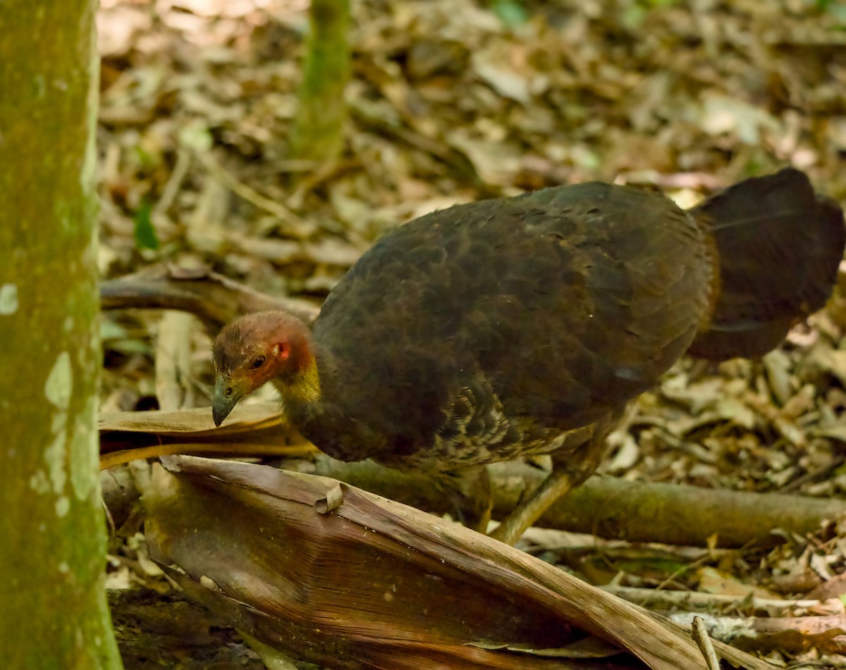 tabon brunátný - ML646331584