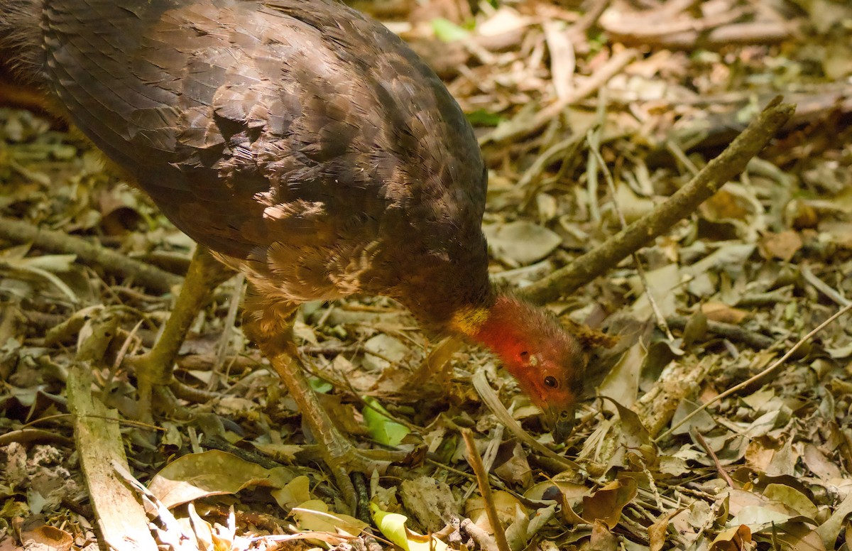 tabon brunátný - ML646331585