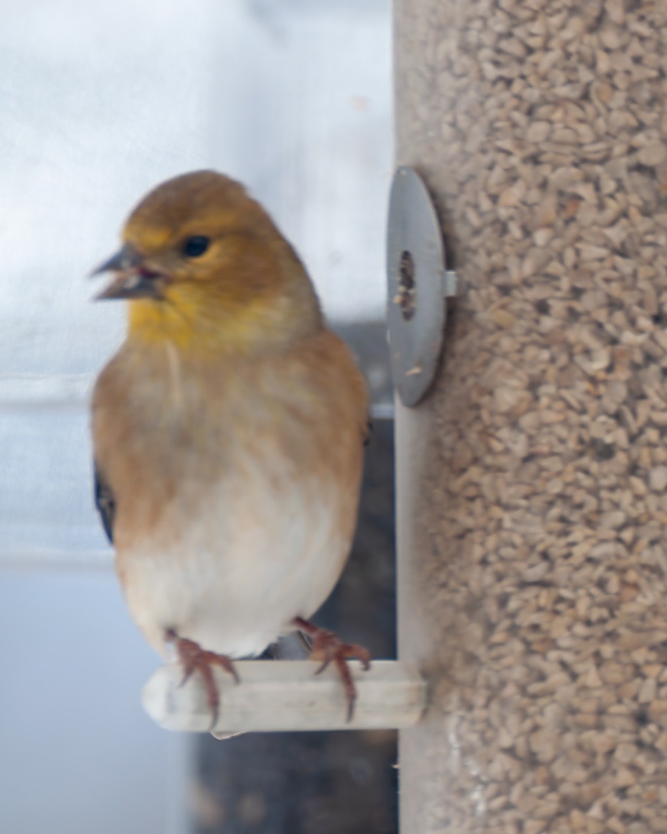 American Goldfinch - ML646331587